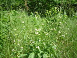 Image de Vincetoxicum hirundinaria subsp. hirundinaria