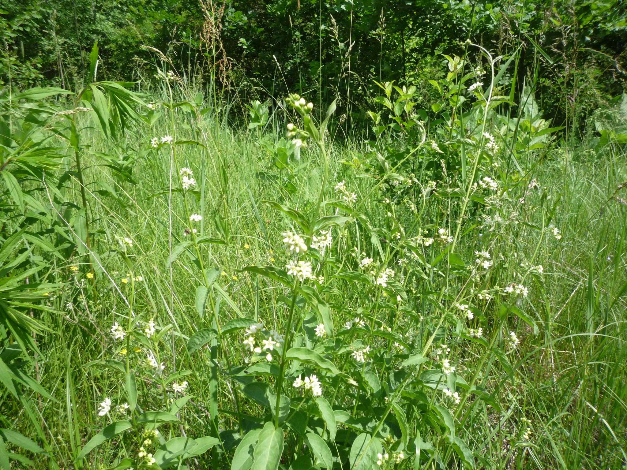 Image of white swallow-wort