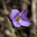 Image de Heliophila adpressa O. E. Schulz