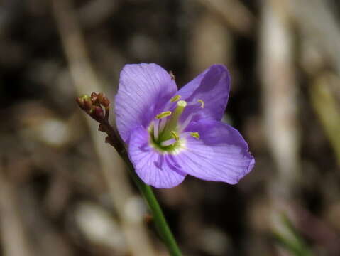 Image of Heliophila adpressa O. E. Schulz