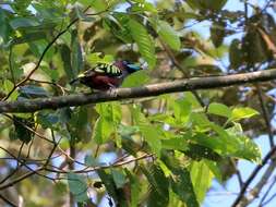 Image of Banded Broadbill