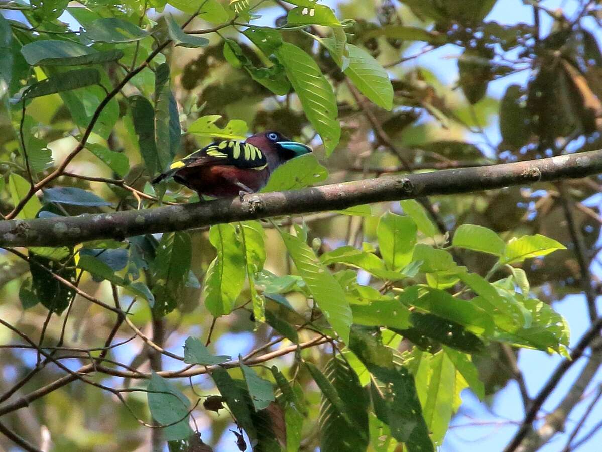 Image of Banded Broadbill