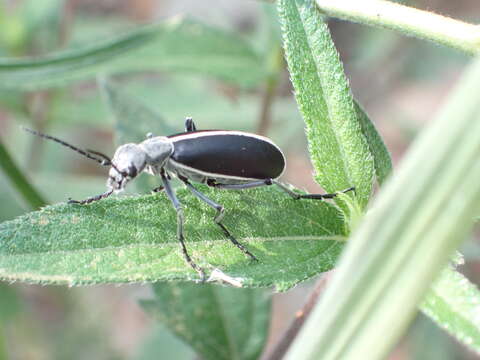 Image of Epicauta (Epicauta) cinctipennis (Chevrolat 1834)