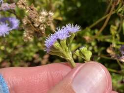 Imagem de Ageratum maritimum Kunth