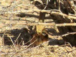 Image of Barred Wren-Warbler