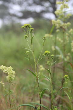 Image of Inula linariifolia Turcz.