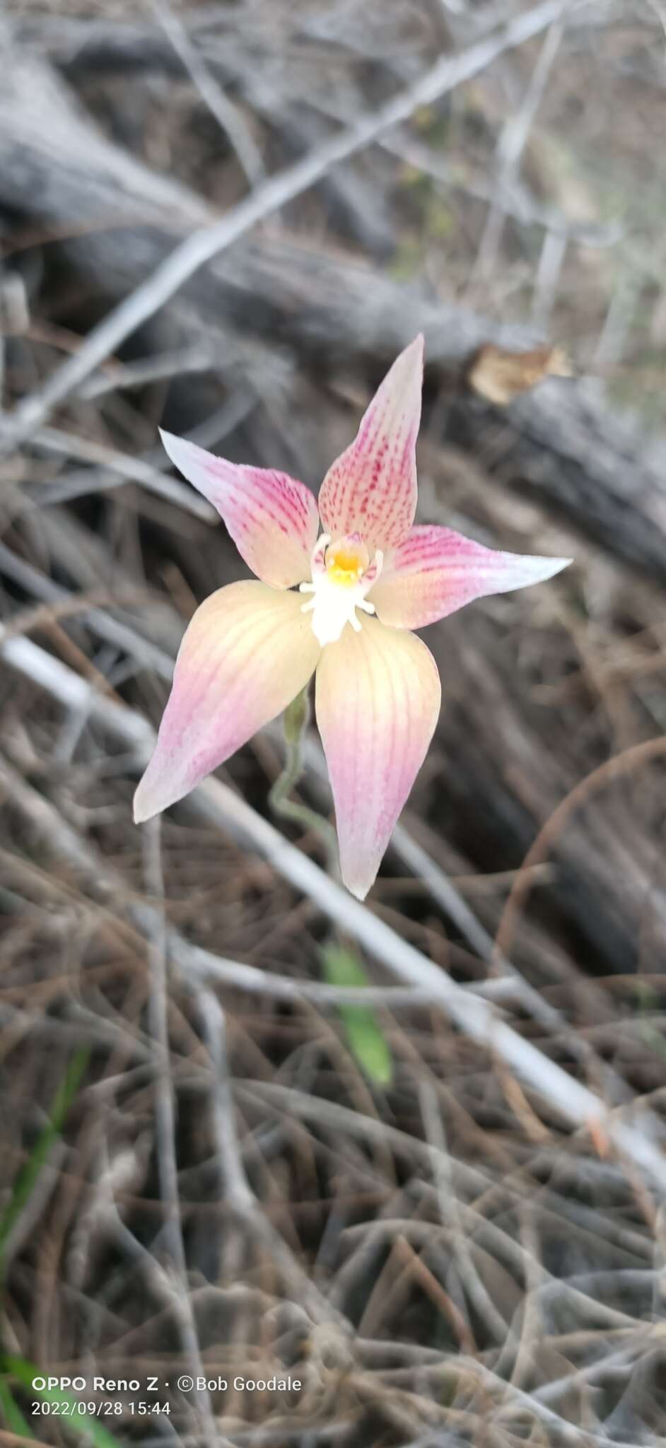 Image of Caladenia spectabilis Hopper & A. P. Br.