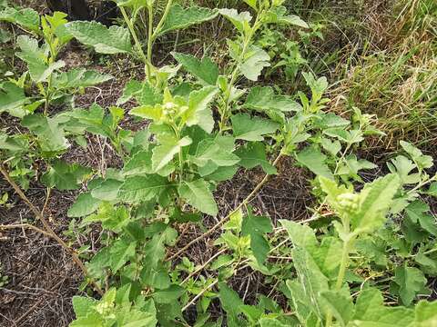 Image of Parthenium lozanoanum Bartlett