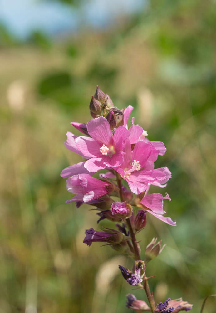 Sidalcea cusickii Piper的圖片