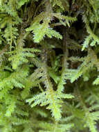 Image of Douglas' neckera moss