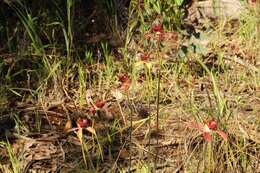 Image of Esperance king spider orchid