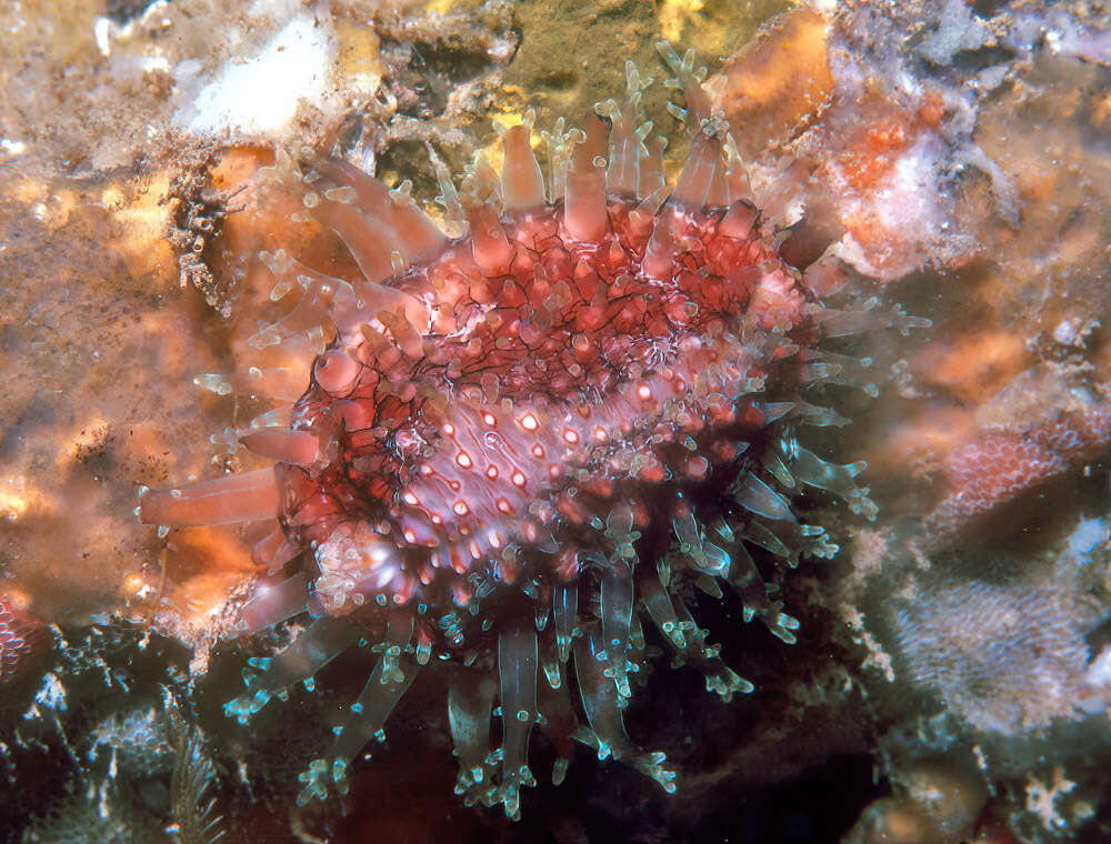 Image of granulated cowry