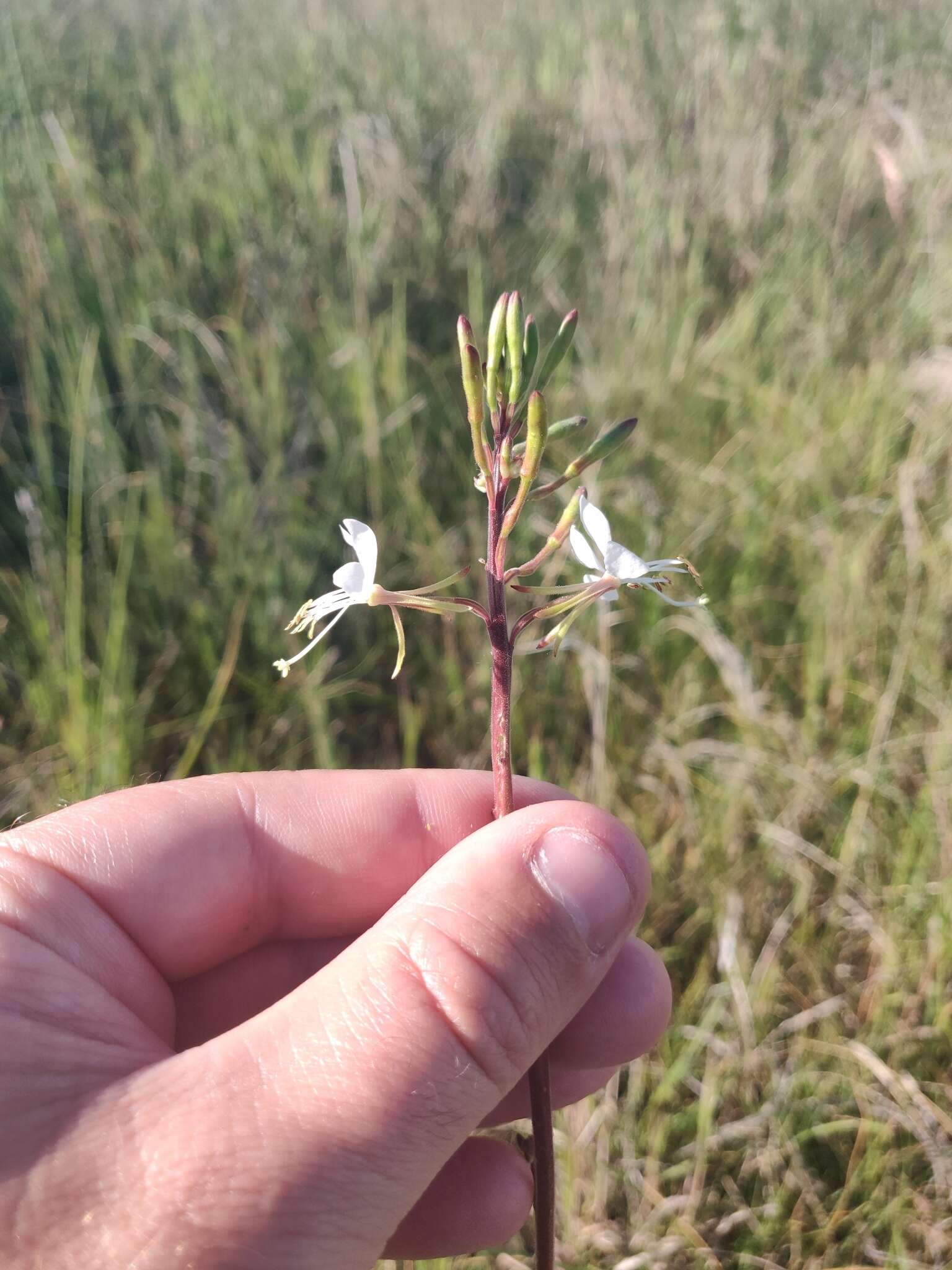 Oenothera coloradensis (Rydb.) W. L. Wagner & Hoch resmi