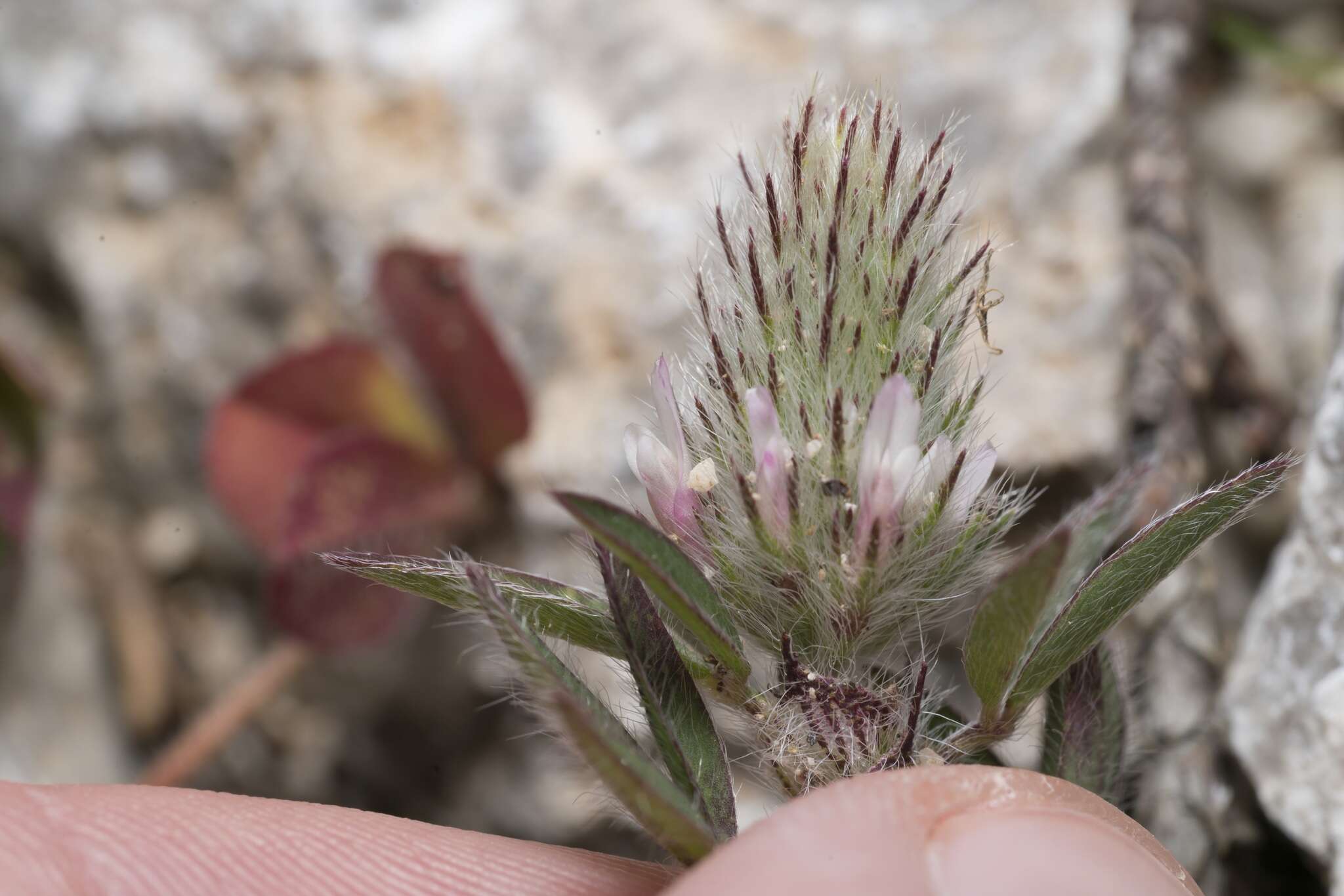 Image of Trifolium infamia-ponertii Greuter