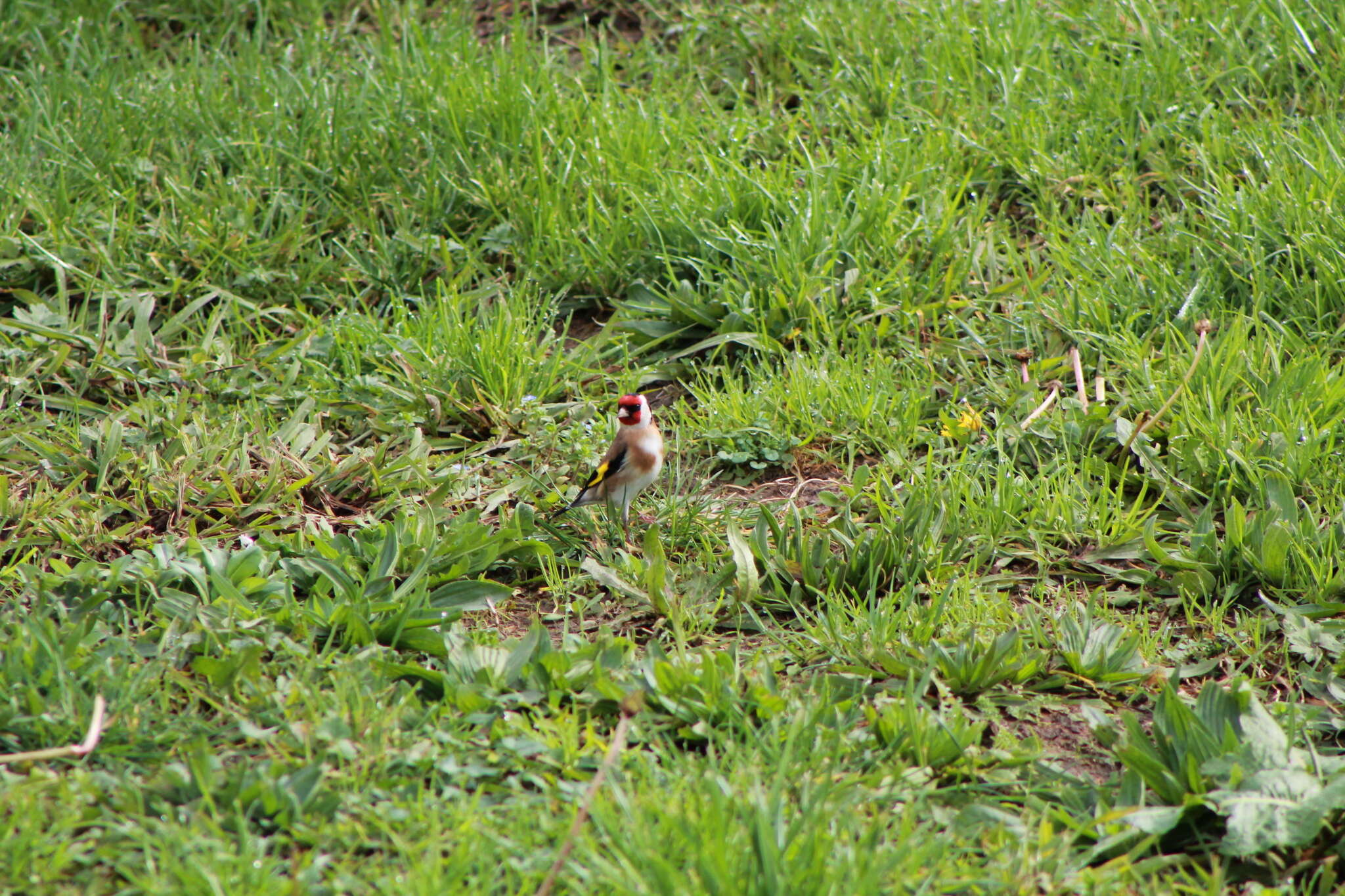 Image of Goldfinch