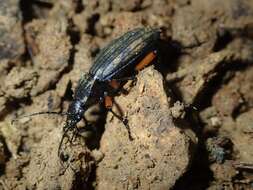 Carabus (Ctenocarabus) galicianus Gory 1839 resmi