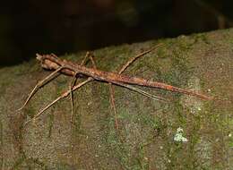 Image of Micrarchus hystriculeus (Westwood 1859)