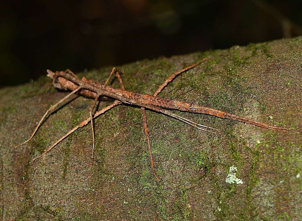 Image of Micrarchus hystriculeus (Westwood 1859)