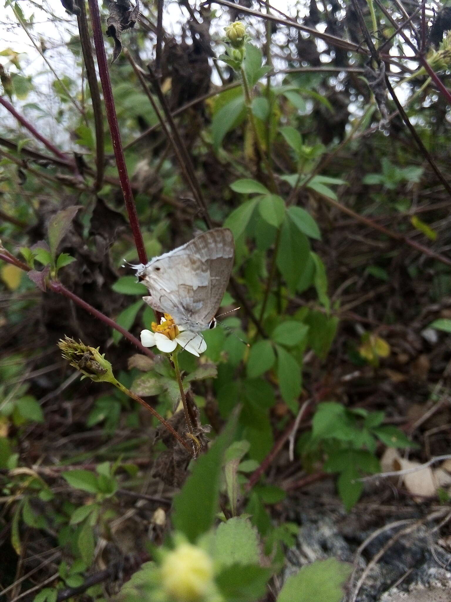 Image of White Scrub-Hairstreak