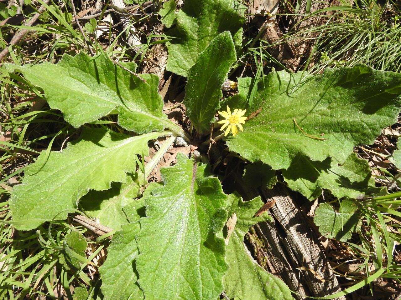 Cymbonotus preissianus Steetz resmi