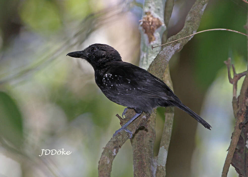 Image of Black-hooded Antshrike