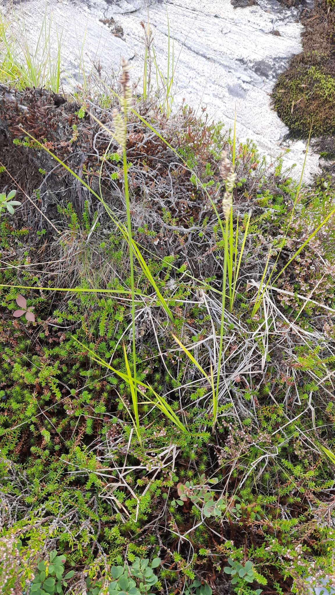 Image of Circumpolar Sedge