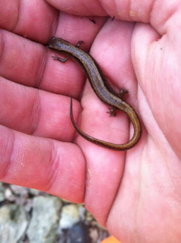 Image of Southern Two-lined Salamander