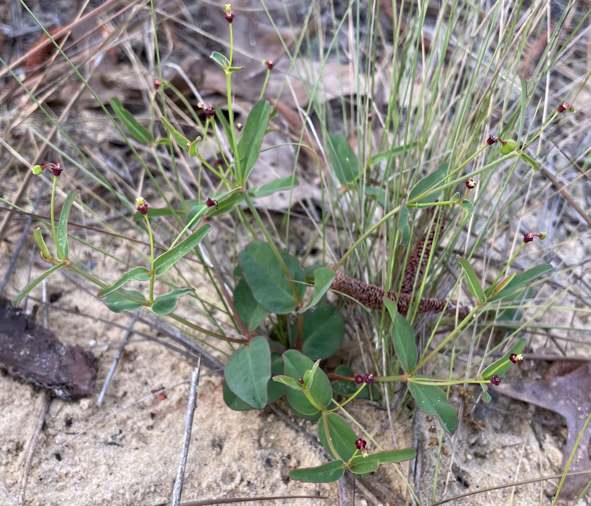 Sivun Euphorbia exserta (Small) Coker kuva