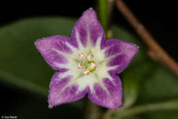 Plancia ëd Vassobia breviflora (Sendtn.) A. T. Hunziker