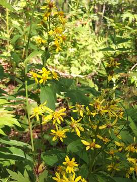 Image of Solidago spiraeifolia Fisch. ex Herder