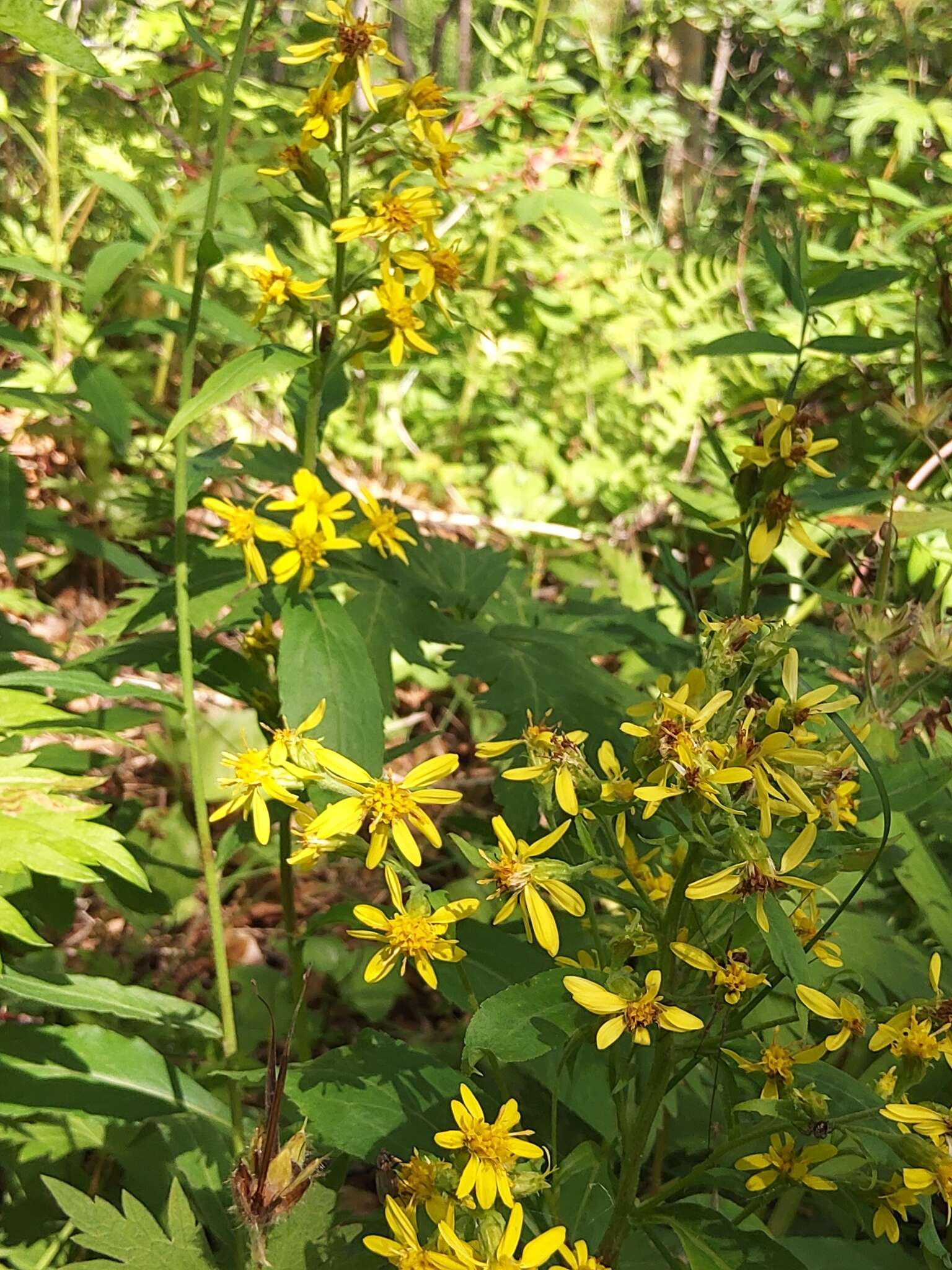 Image de Solidago spiraeifolia var. cuprea (Juz.) V. Yu. Barkalov