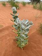 Image of Welsh's milkweed