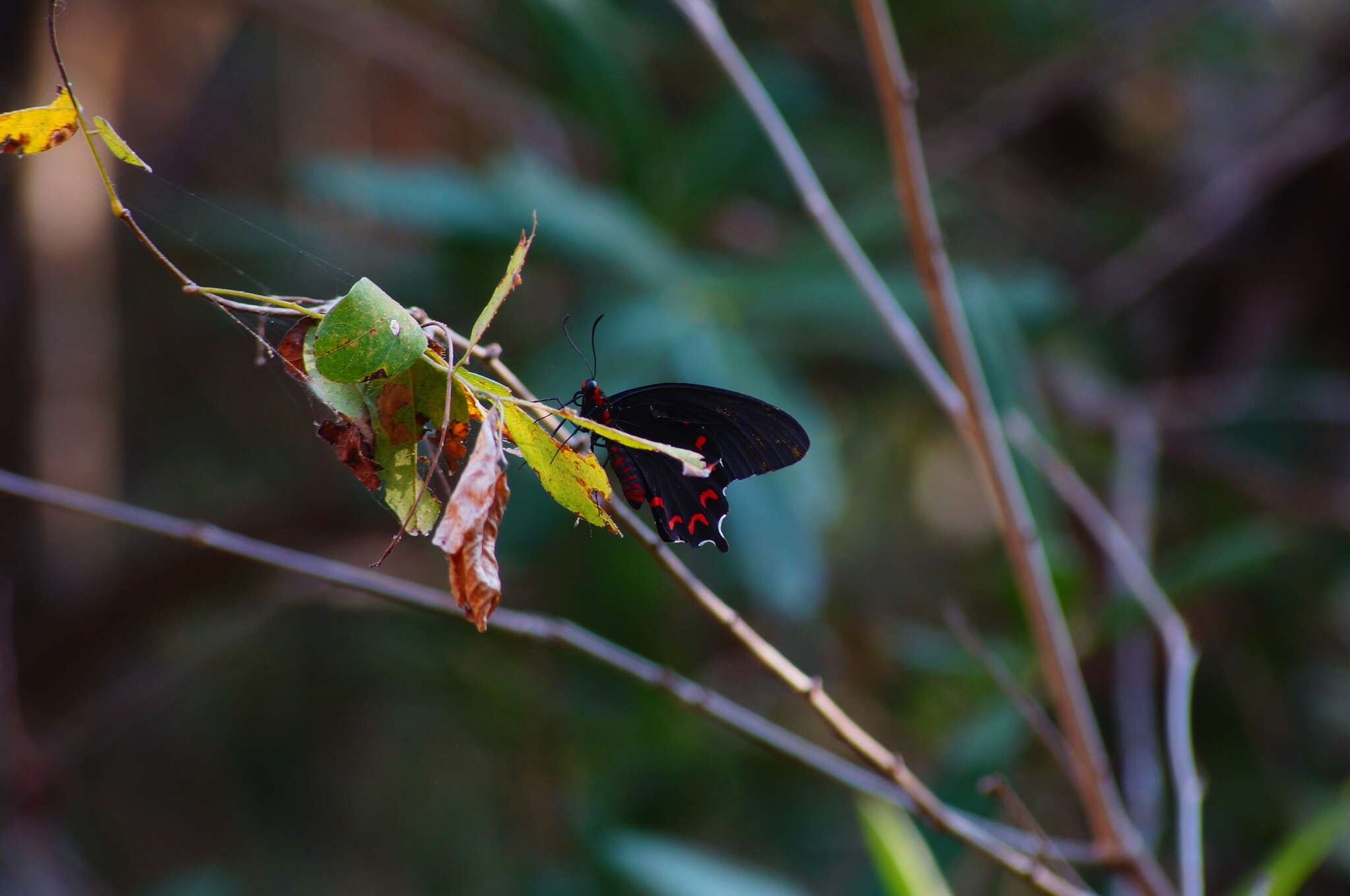 Слика од Parides montezuma (Westwood 1842)