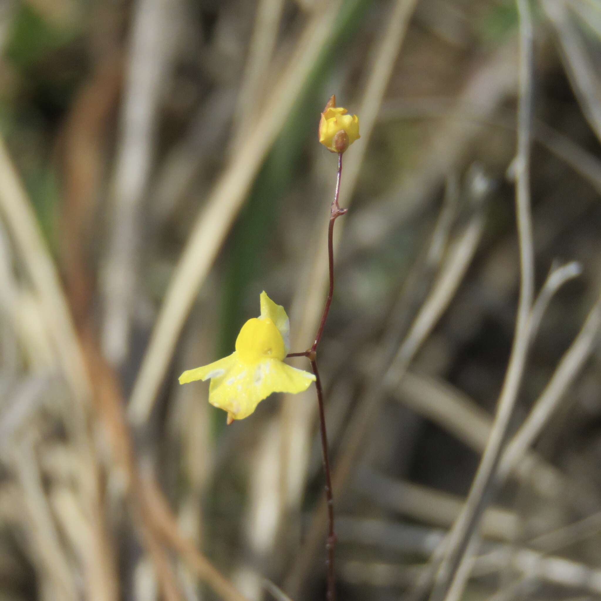 Image of Zigzag bladderwort