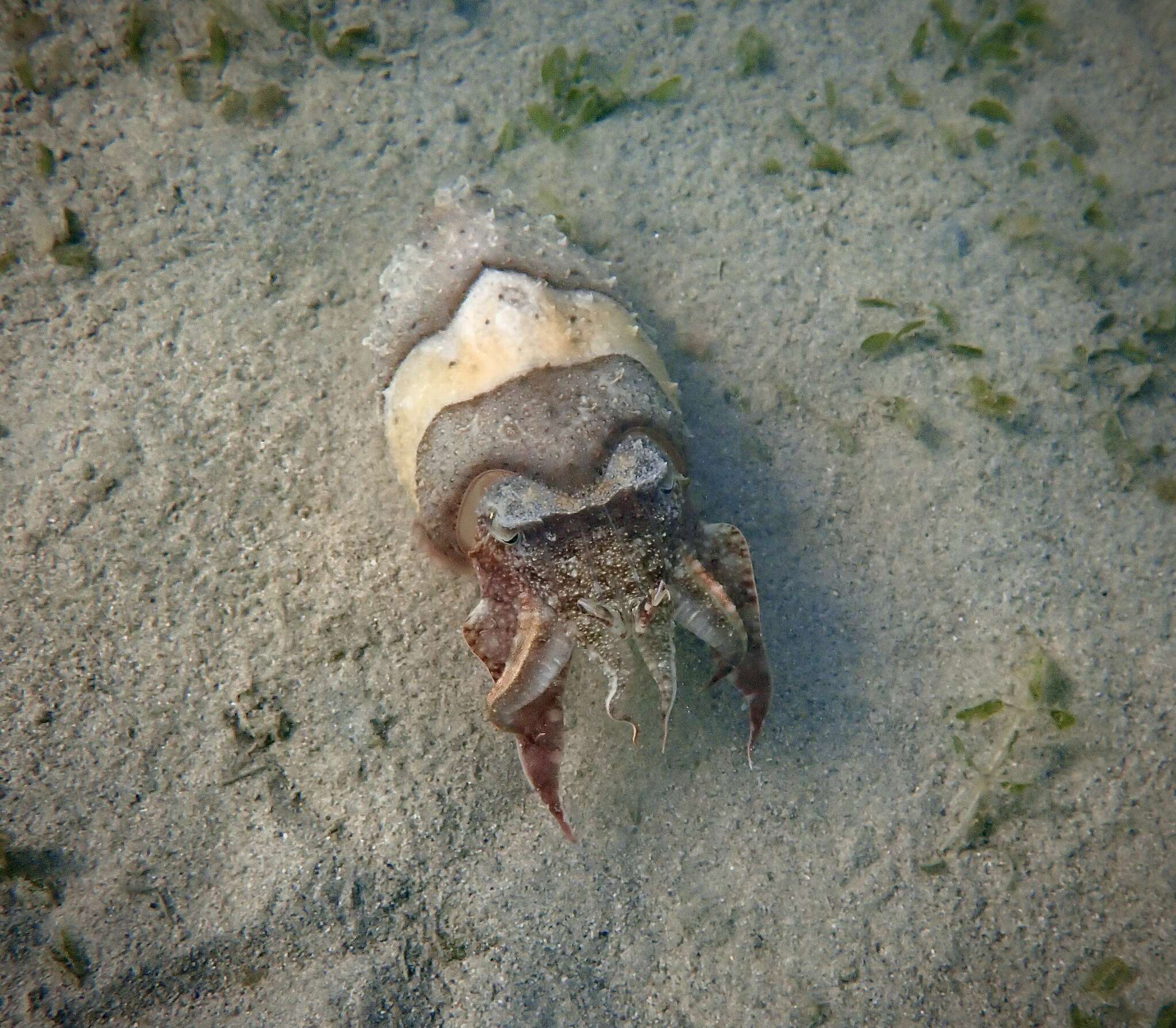 Image of Pharaoh Cuttlefish