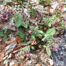 Image de Pulmonaria vallarsae A. Kerner