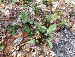 Plancia ëd Pulmonaria vallarsae A. Kerner