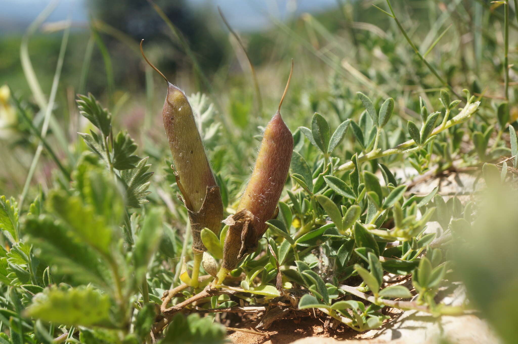 Image of Cytisus wulfii V. I. Krecz.