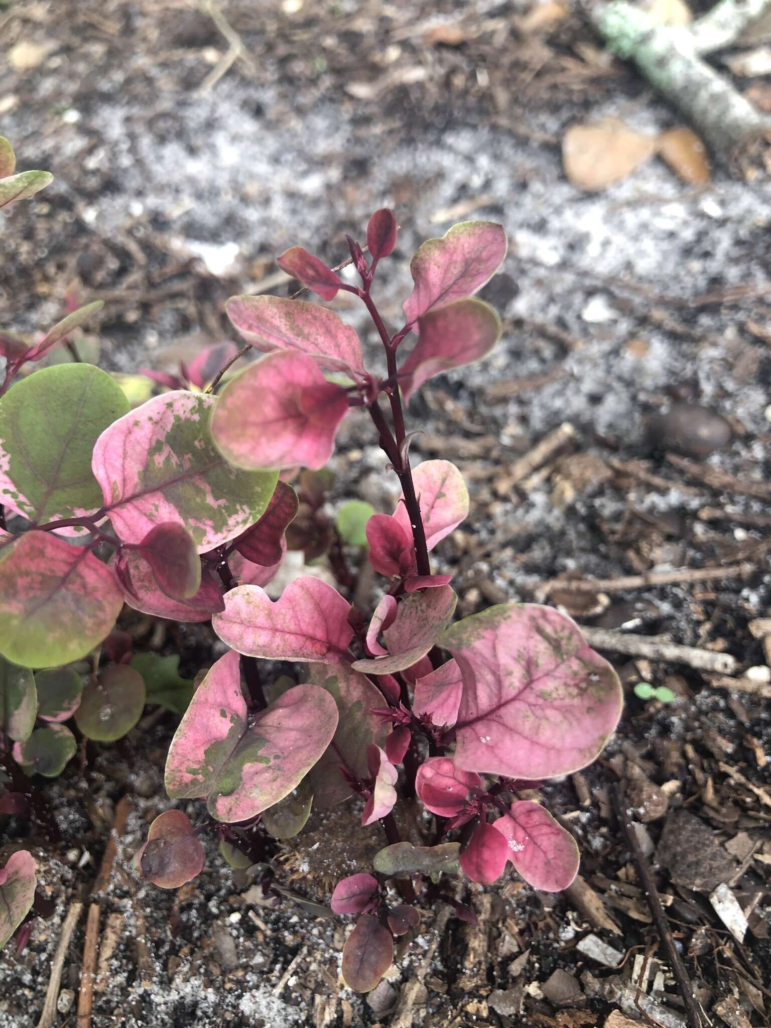 Image of snowbush