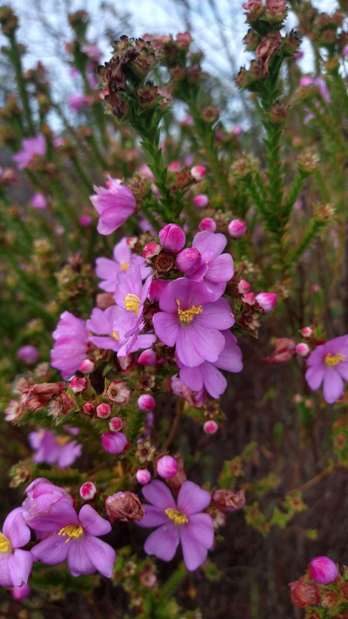 Image of Lavoisiera imbricata DC.