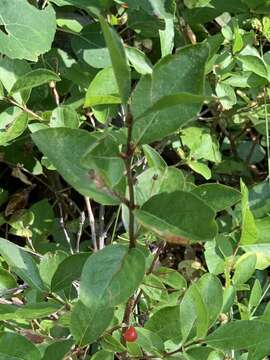 Image of purpleflower honeysuckle