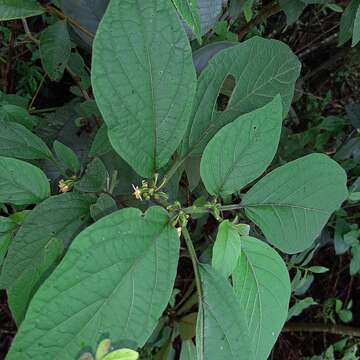 Image of Witheringia solanacea L'Hér.