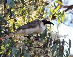 Image of Noisy Friarbird