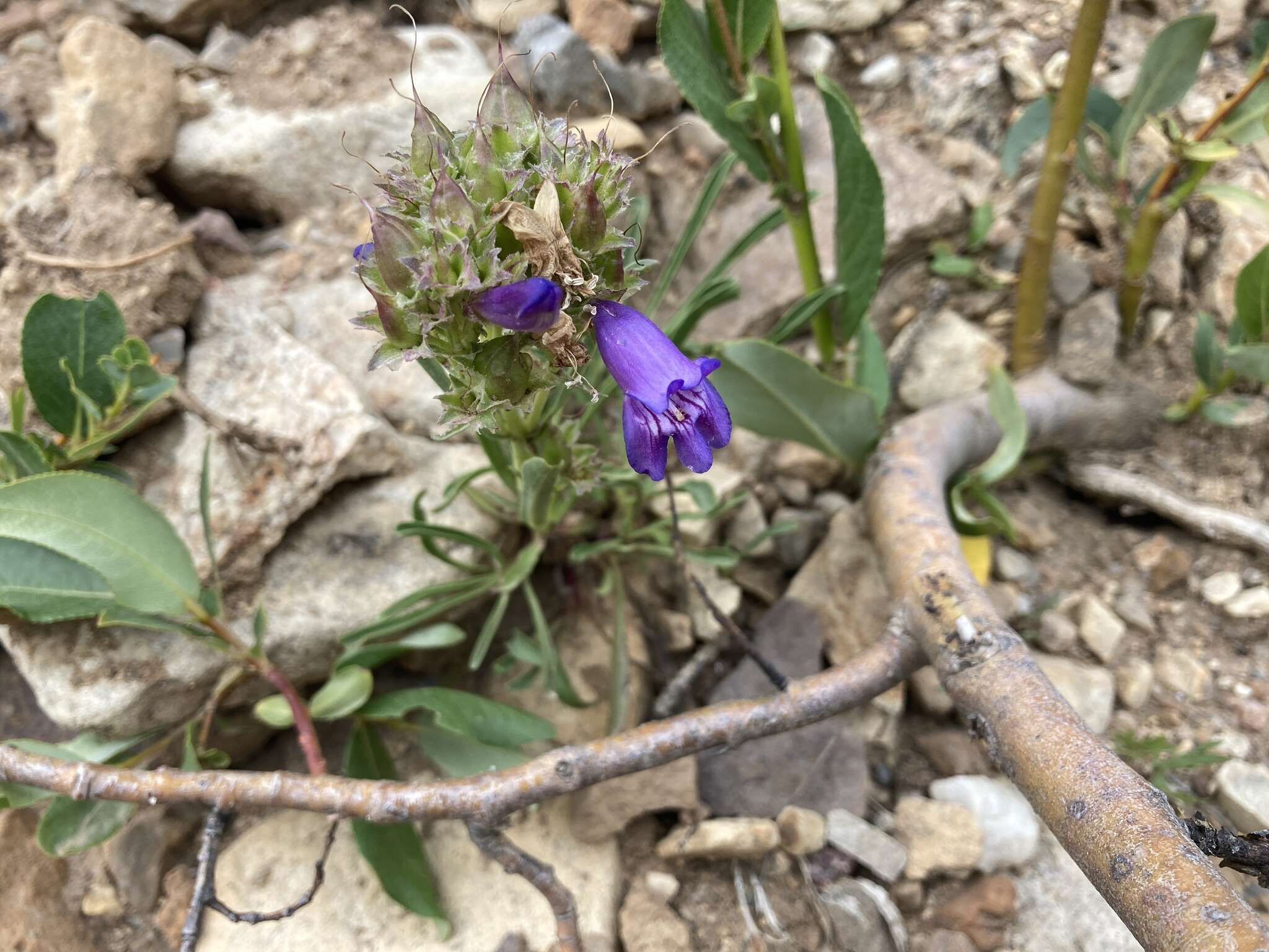 Plancia ëd Penstemon hallii A. Gray