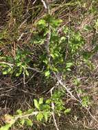 Image de Sideroxylon reclinatum subsp. austrofloridense (Whetstone) Kartesz & Gandhi