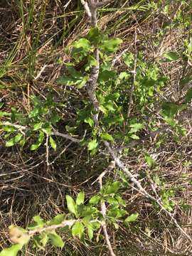 Image of Everglades bully