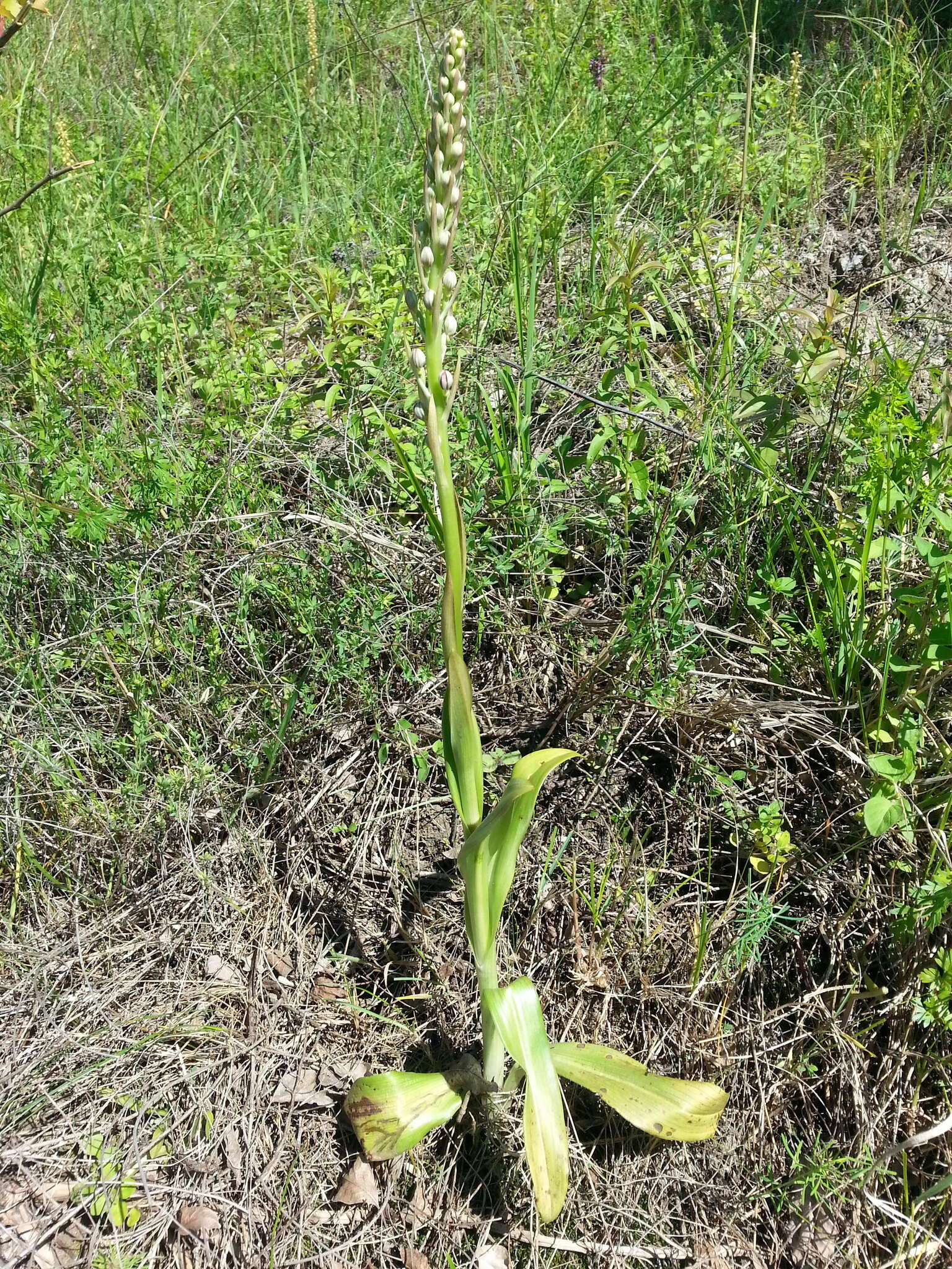 Himantoglossum adriaticum H. Baumann resmi