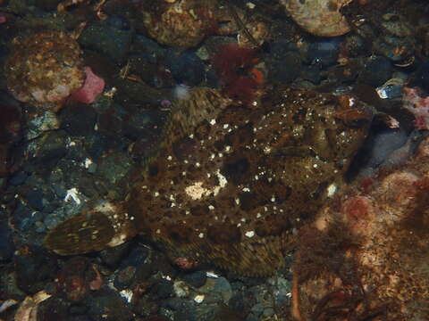 Imagem de Pleuronichthys coenosus Girard 1854