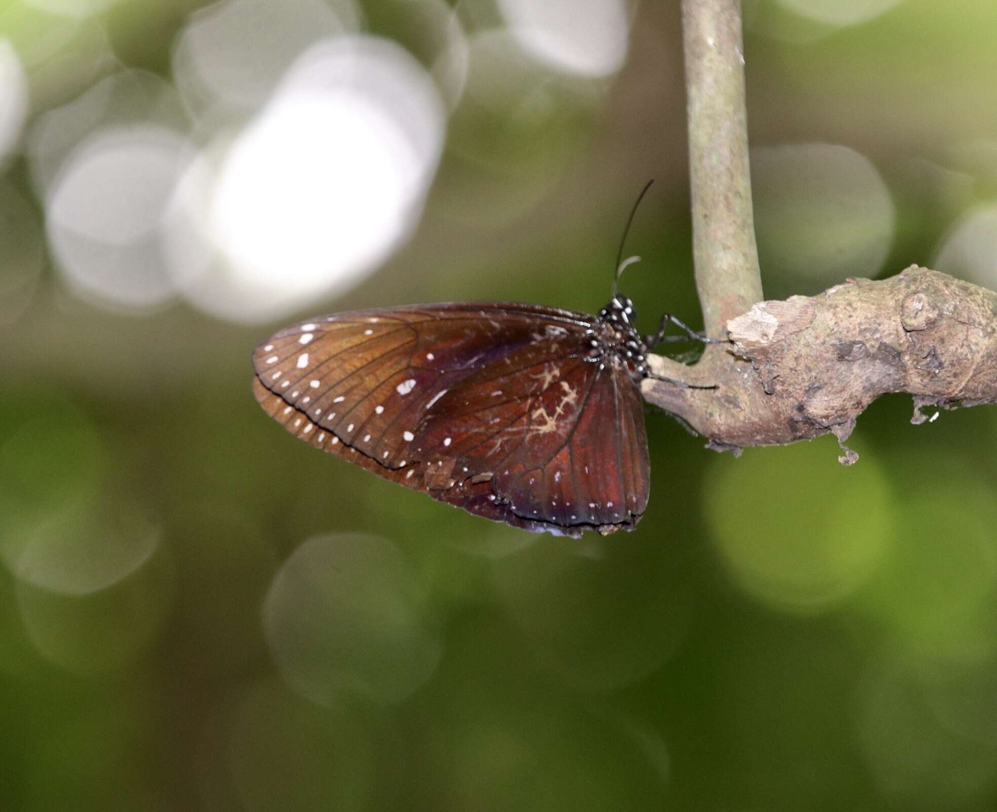 Euploea phaenareta Schaller 1785的圖片