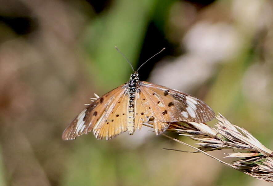 Image of Acraea encedon Linnaeus 1758